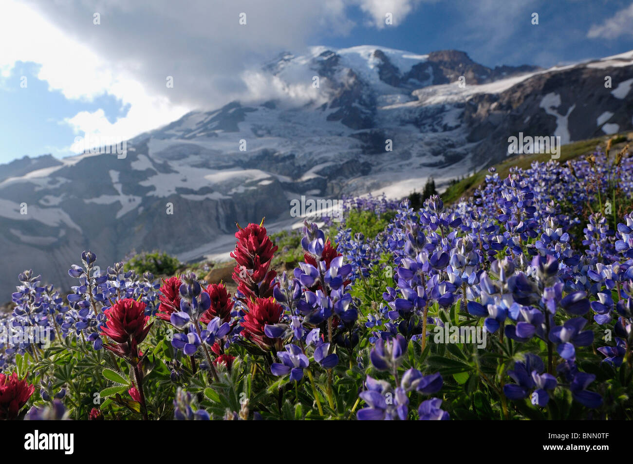 wild flowers flowers meadow Paradise Valley Mount Rainier Mt. Rainier