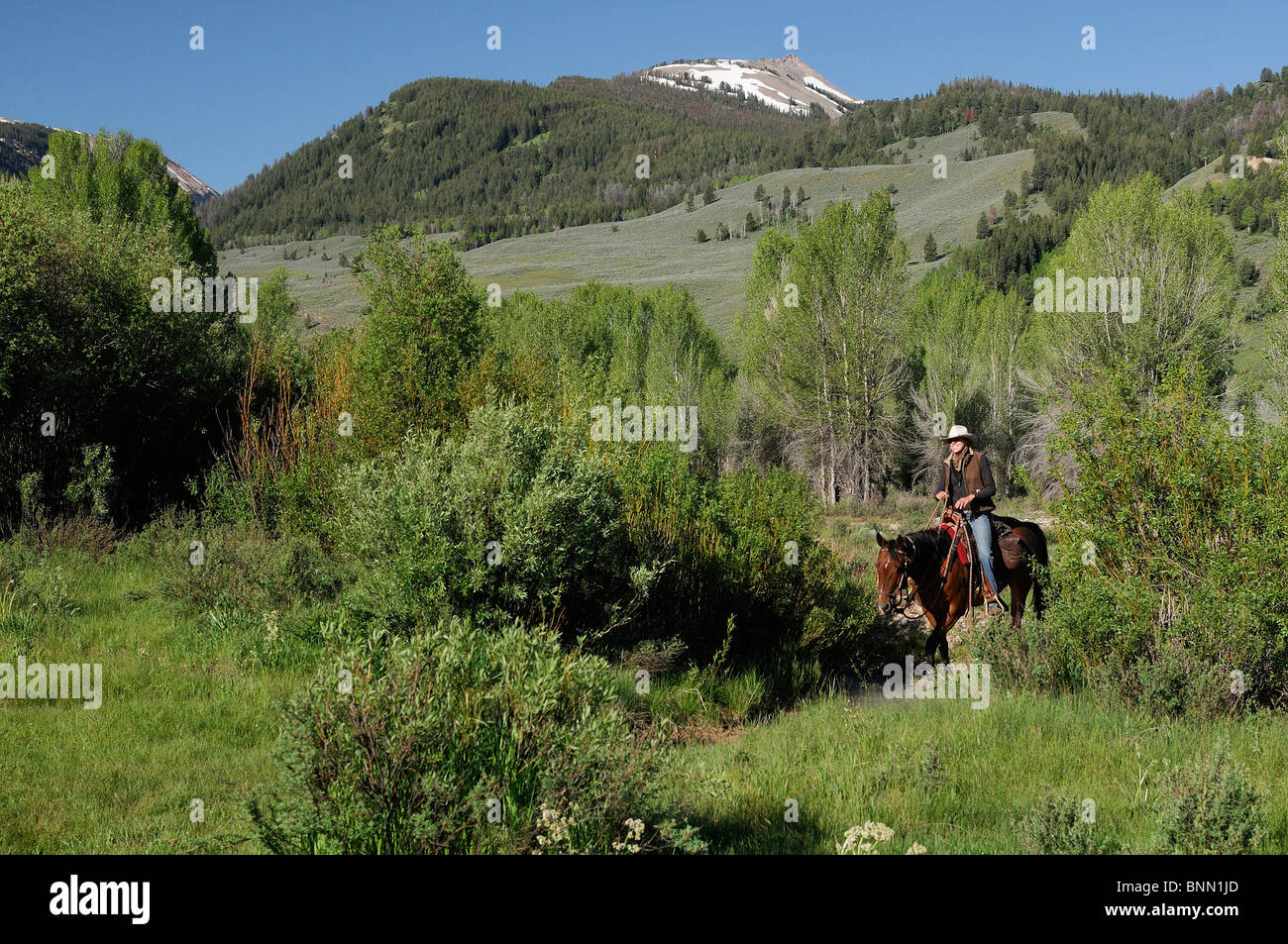 Horse Horseback riding Red Rock Ranch Guest Ranch BridgerTeton