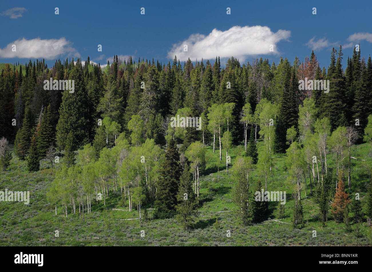 Landscape forest trees Flying A Ranch Pinedale Wyoming USA Stock Photo