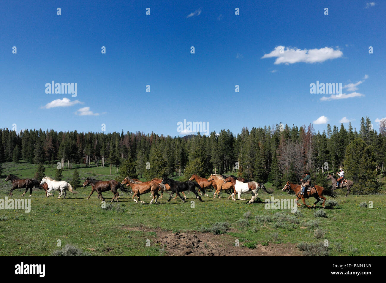 Cowboys roundup Horses Flying A Ranch Pinedale Wyoming USA cowboy