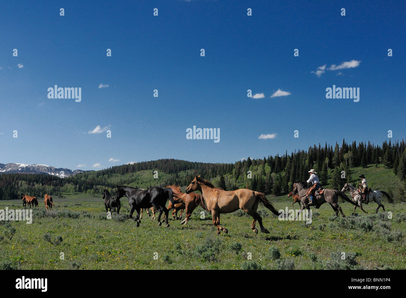 Cowboys roundup Horses Flying A Ranch Pinedale Wyoming USA cowboy