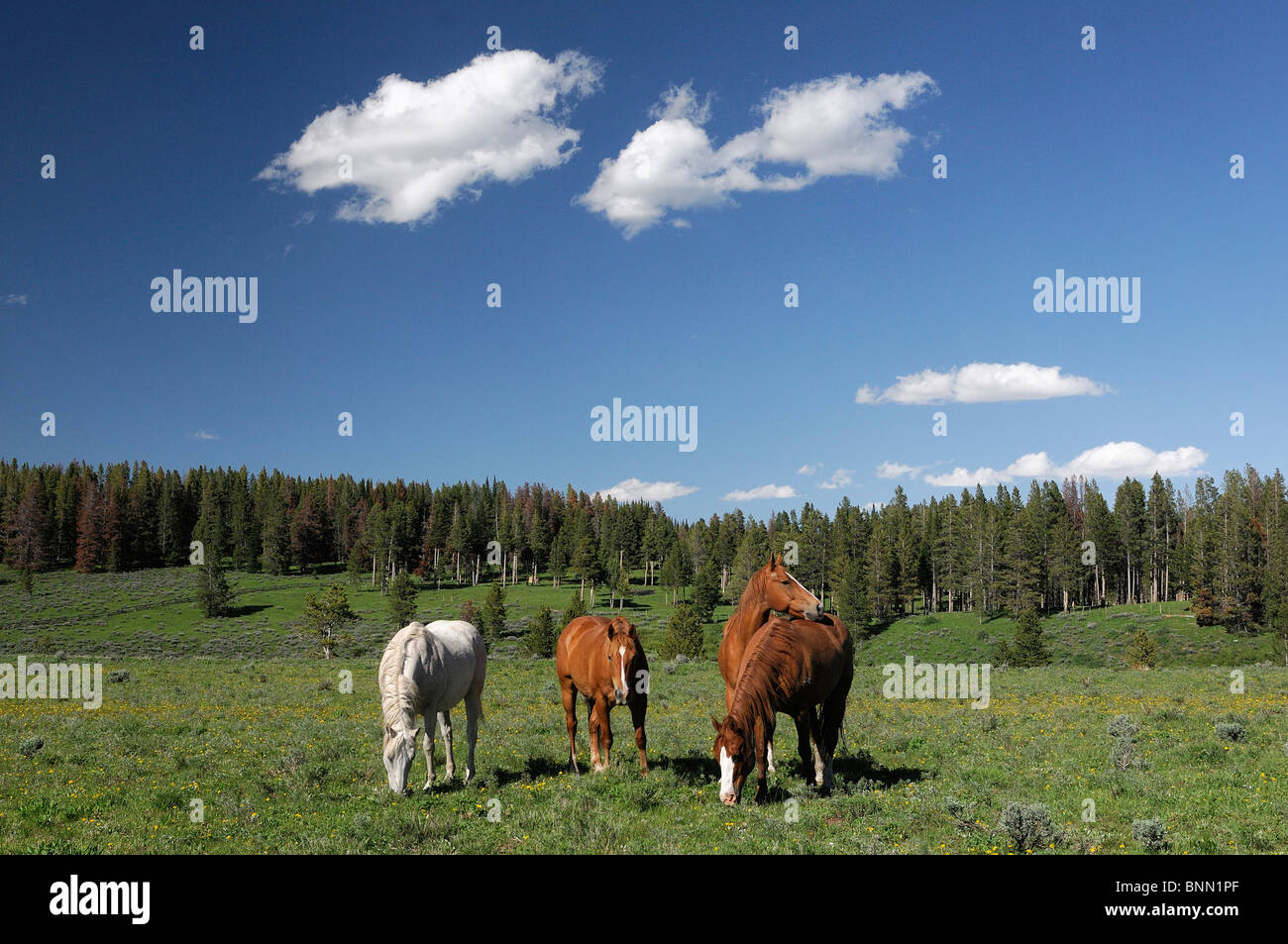 Cowboys meadow Horses Flying A Ranch Pinedale Wyoming USA Stock Photo
