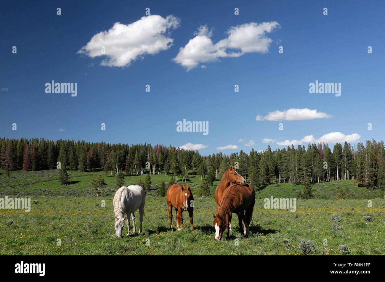 Flying a ranch wyoming hires stock photography and images Alamy