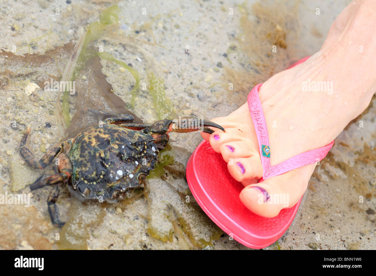 Common Crab apparently biting woman's toe Stock Photo Alamy