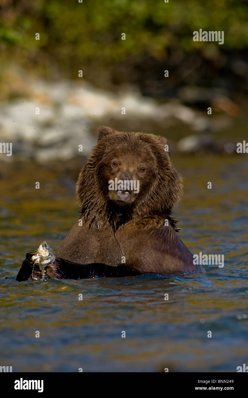 Grizzly bear clutches a salmon while fishing in the Kenai River during ...