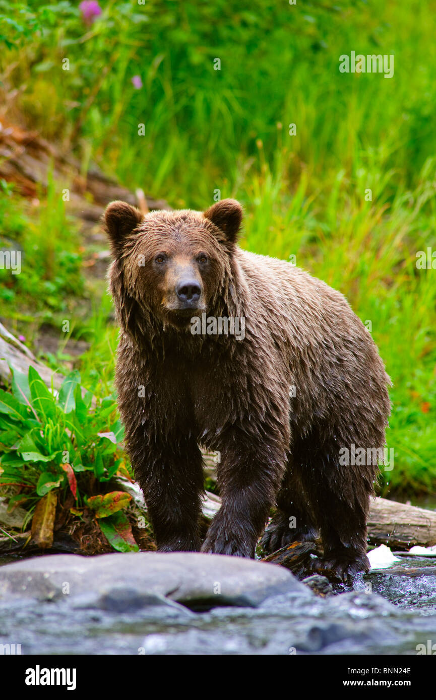 A Brown Bear fishing for salmon on the Russian River, Kenai Peninsula ...