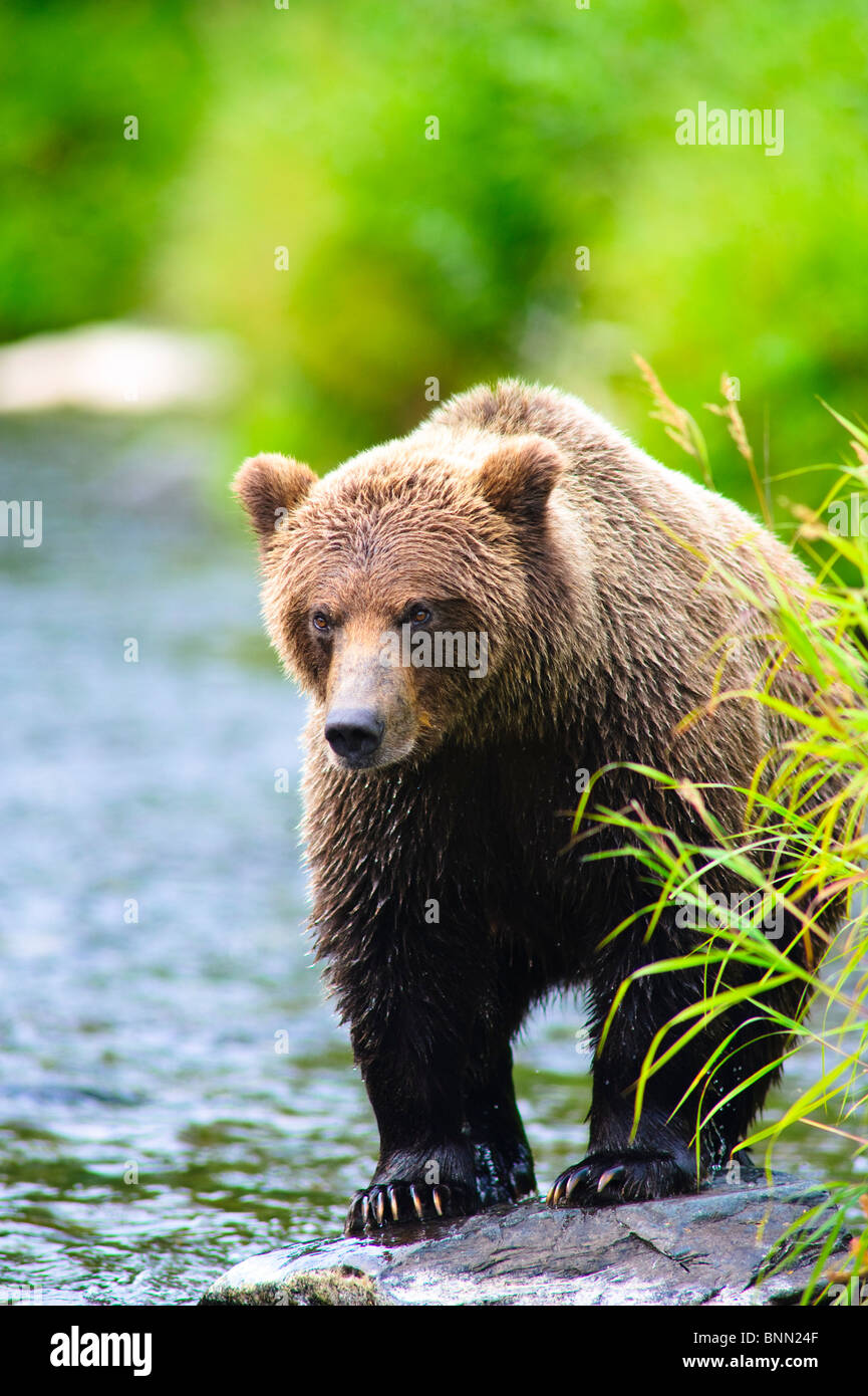 A Brown Bear fishing for salmon on the Russian River, Kenai Peninsula ...
