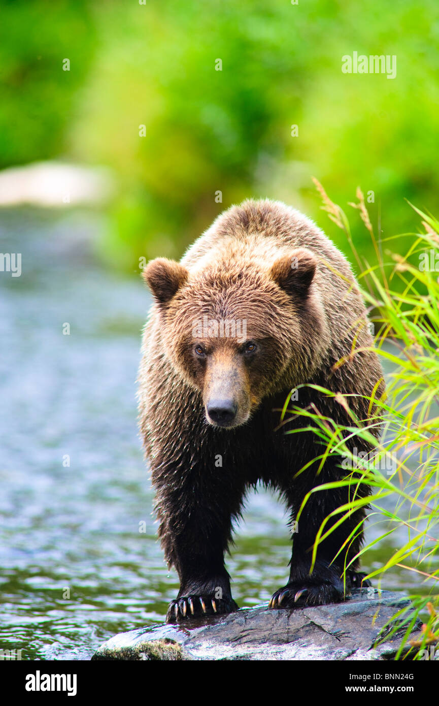 A Brown Bear fishing for salmon on the Russian River, Kenai Peninsula ...