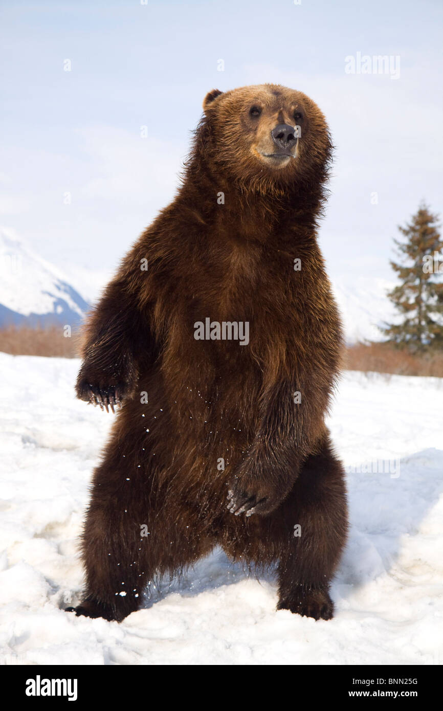 CAPTIVE Brown Bear stands on hind feet in snow during Winter at the Alaska Wildlife Conservation Center, Alaska Stock Photo