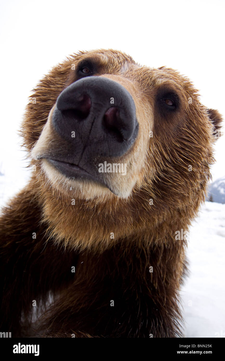 CAPTIVE: Wide angle close up of a  Brown bear at the Alaska Wildlife Conservation Center, Alaska Stock Photo