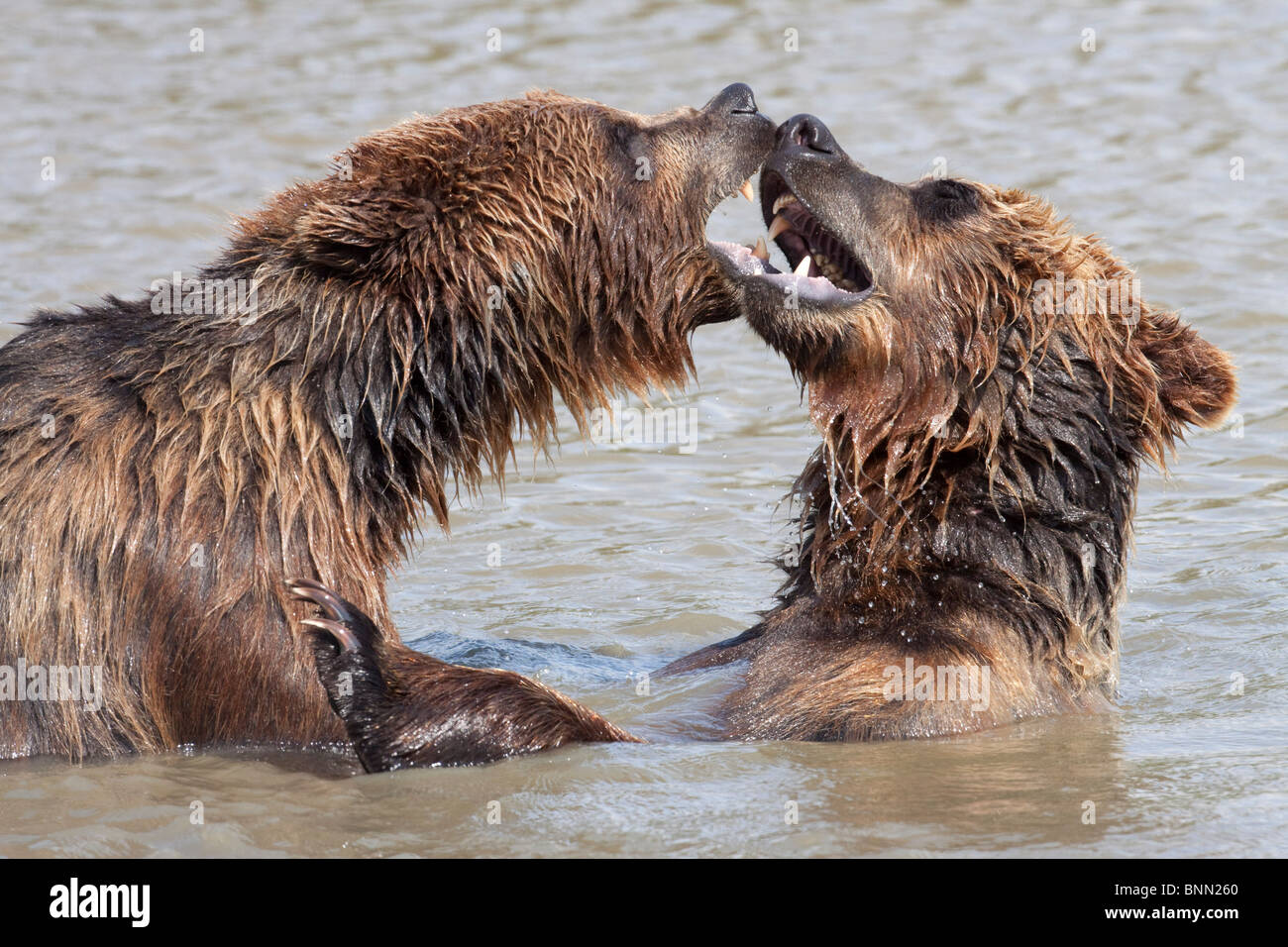 CAPTIVE: Two Grizzly play fight in the water of Turnagain Arm at the Alaska Wildlife Conservation Center, Alaska Stock Photo