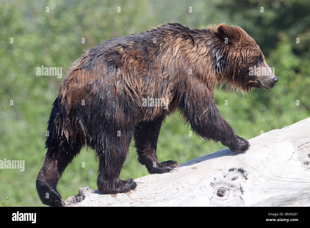 CAPTIVE: A water soaked Brown bear walks up a log at the Alaska Wildlife Conservation Center, Alaska Stock Photo