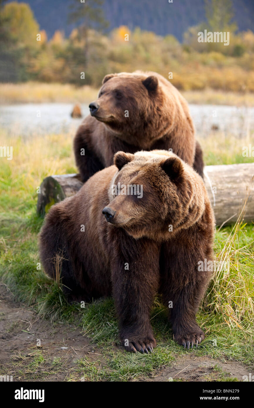 CAPTIVE: Two Brown bears sitting near log at the Alaska Wildlife Conservation Center, Alaska Stock Photo