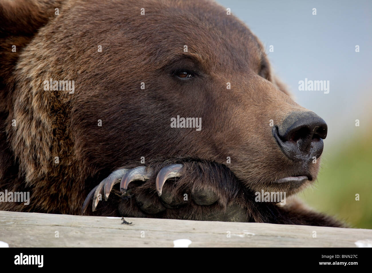 CAPTIVE Grizzly bear rests its head on a log at the Alaska Wildlife Conservation Center, Alaska Stock Photo