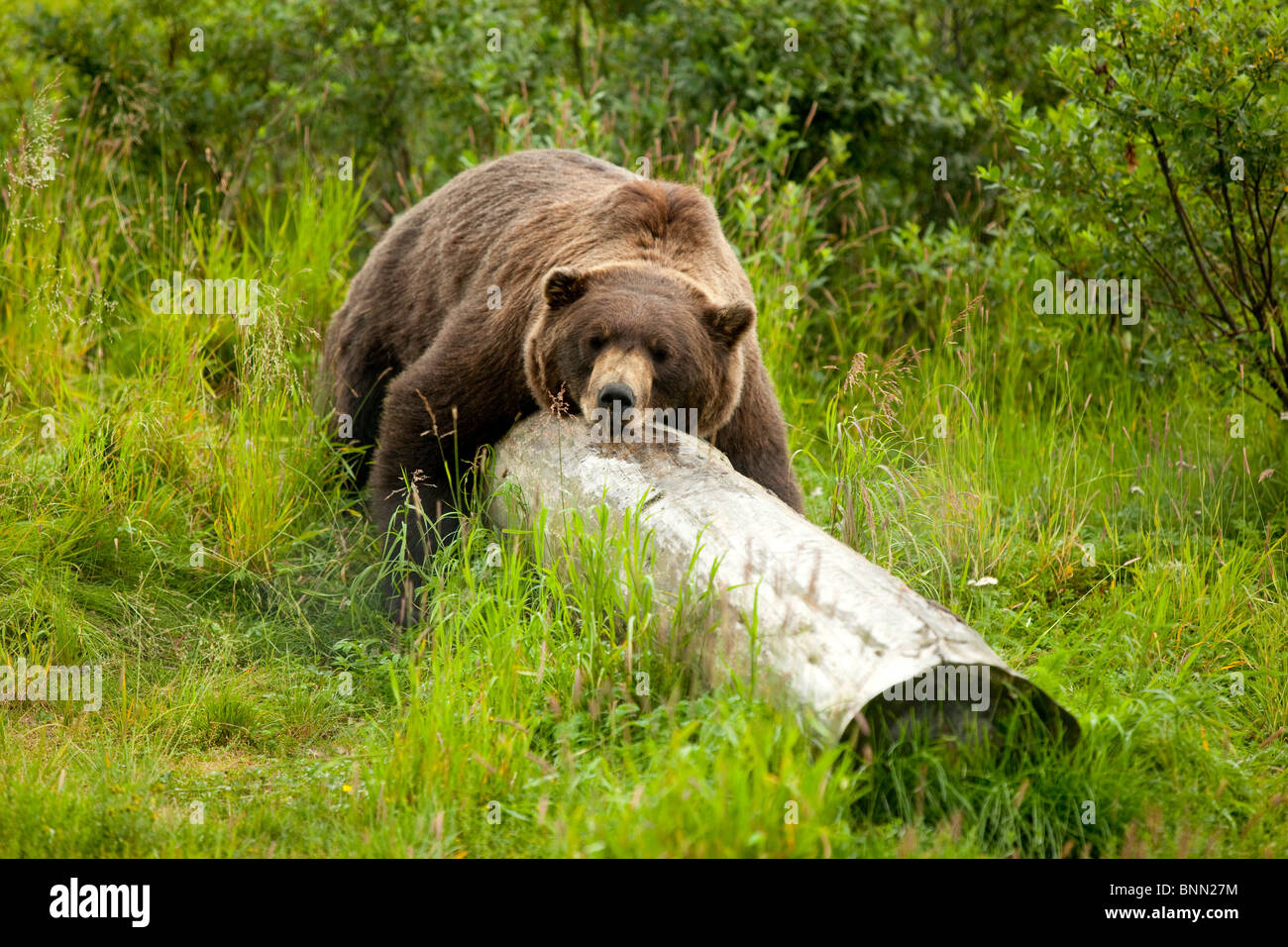 CAPTIVE Grizzly bear rests its whole body on a log at the Alaska Wildlife Conservation Center, Alaska Stock Photo