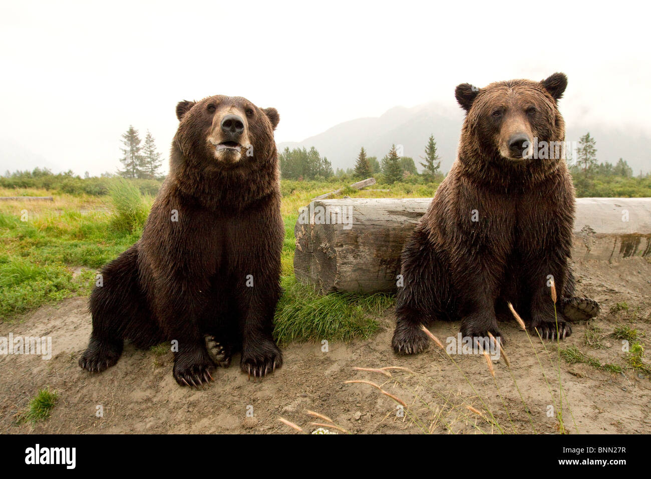 CAPTIVE Two Brown bears sitting near log at the Alaska Wildlife