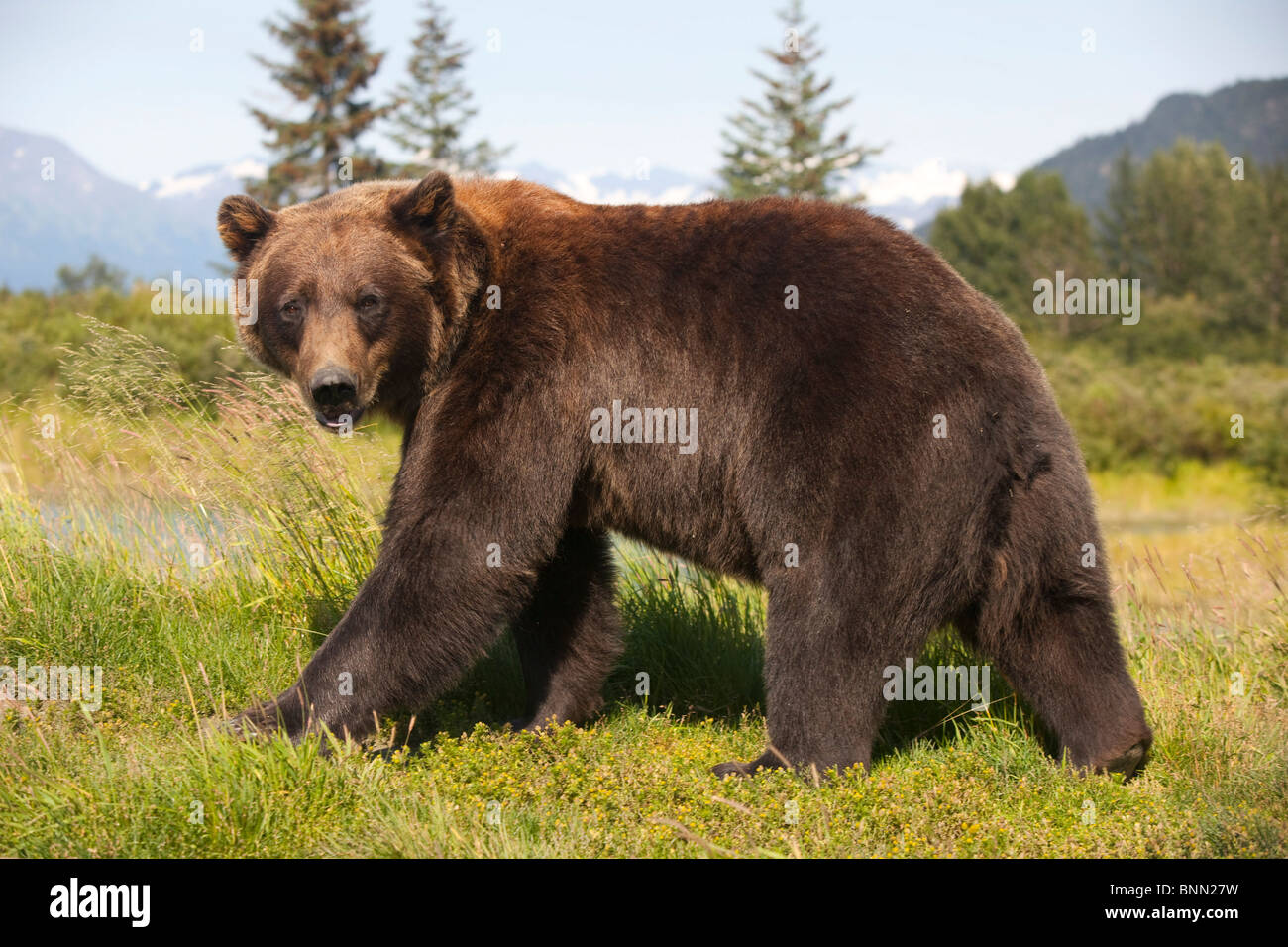 CAPTIVE adult Grizzly bear stands in profile and looks over shoulder at the Alaska Wildlife Conservation Center, Alaska Stock Photo