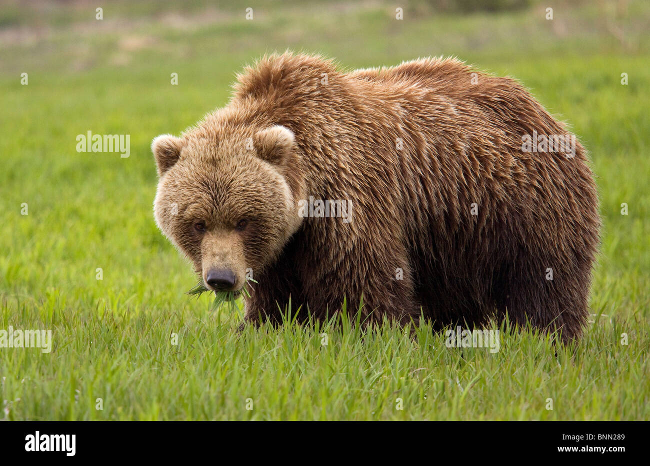 An Alaska coastal brown bear at Mikfik Creek in the McNeil River State Game Santuary, Alaska Stock Photo