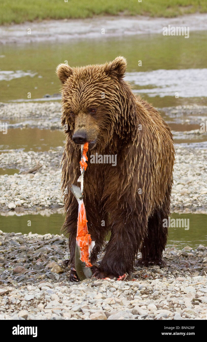 A young Alaska coastal brown bear is stripping the skin off a sockeye salmon, Mikfik Creek, McNeil State Game Sanctuary, Alaska Stock Photo
