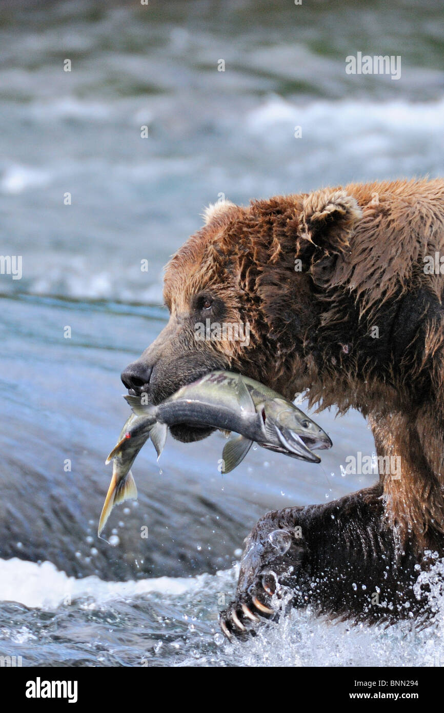 A brown bear carries away a chum salmon it caught at the McNeil River Falls, McNeil River State Game Sanctuary, Alaska Stock Photo