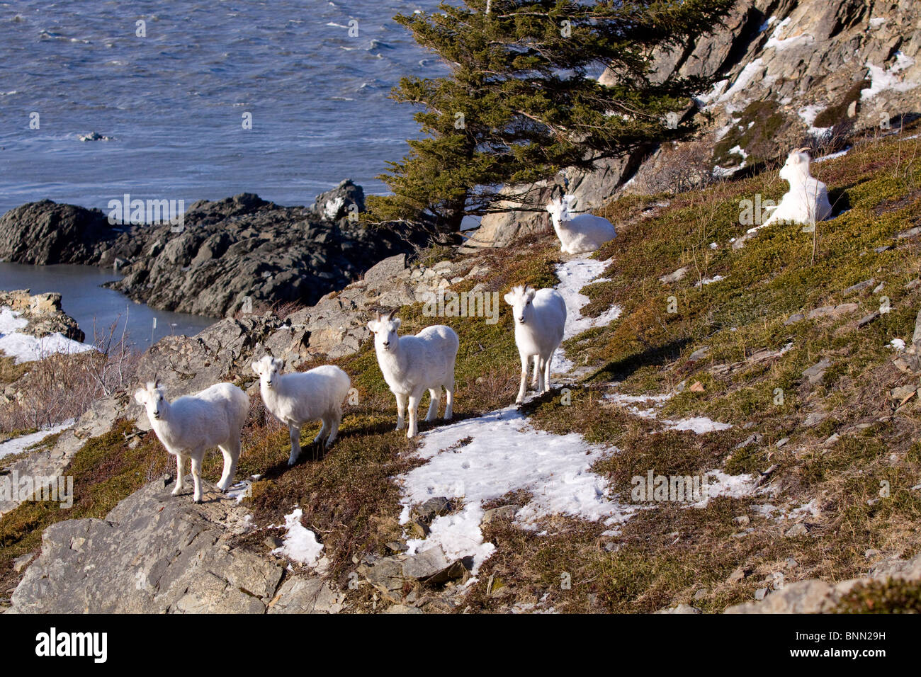 A band of Dall sheep walk in the hills near Windy Point along Seward ...