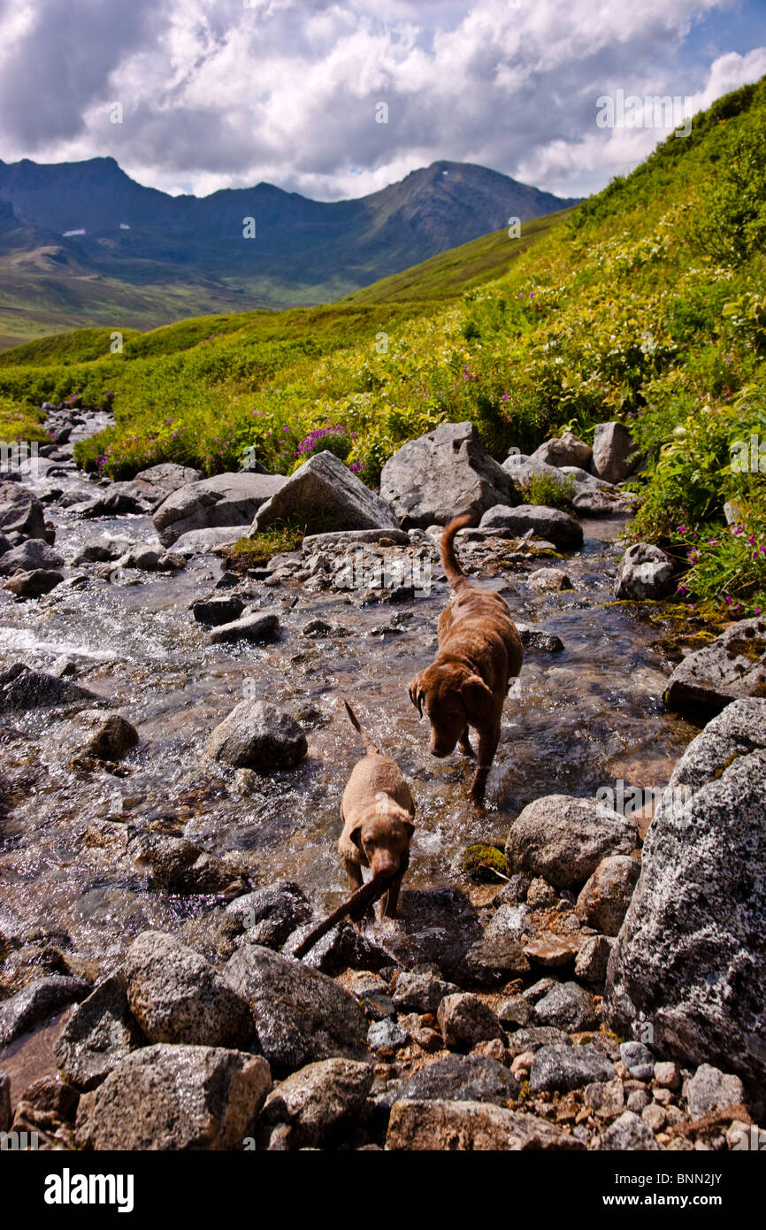 Can Puppies Pass Rocks