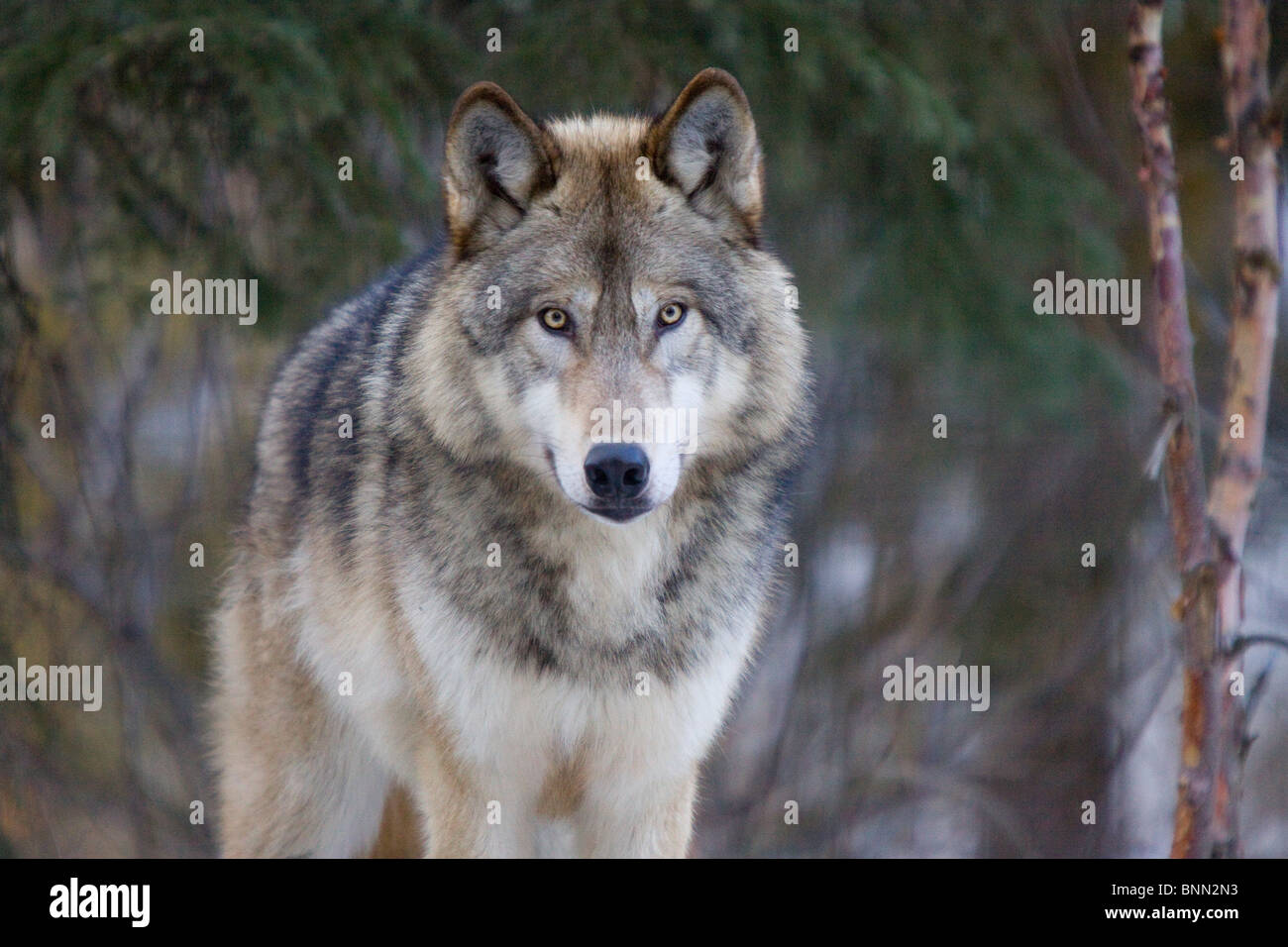 CAPTIVE Alaska wolf at the Alaska Wildlife Conservation Center in Alaska Stock Photo