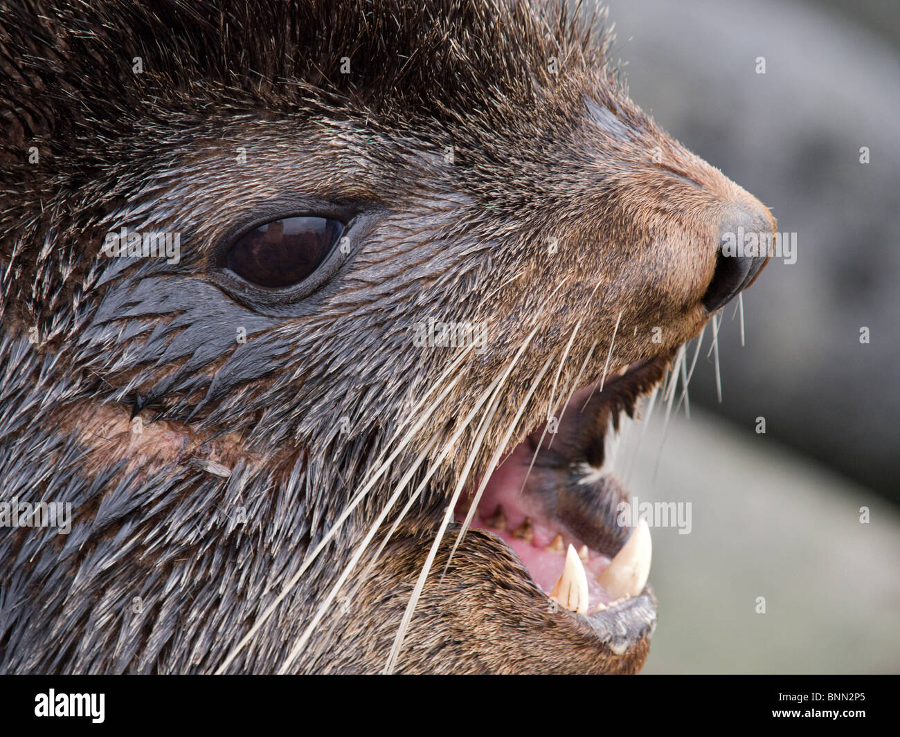 Close up portrait of bull Northern Fur Seal, St. Paul Island, Alaska, Summer Stock Photo