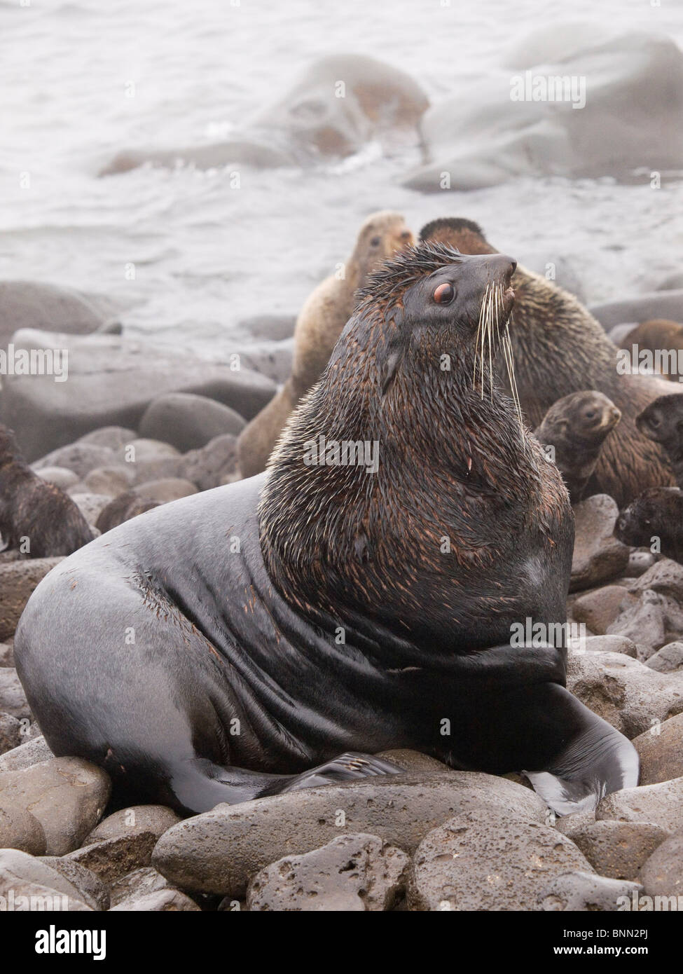 Northern Fur Seal bull competes for breeding territory, summer, St.Paul Island, Alaska Stock Photo