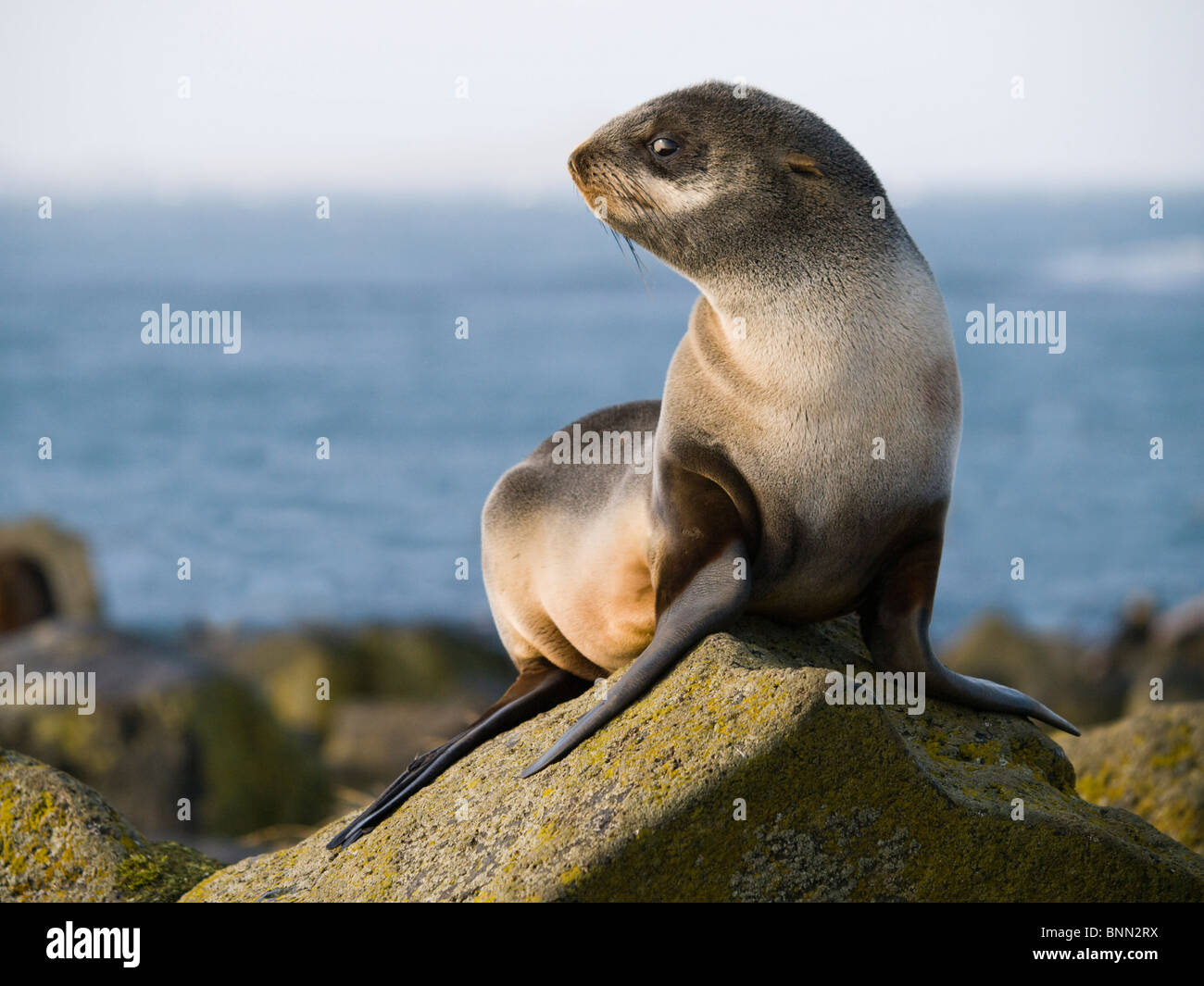 Portrait of a Juvenile Northern Fur Seal, St. Paul Island, Alaska, Summer Stock Photo