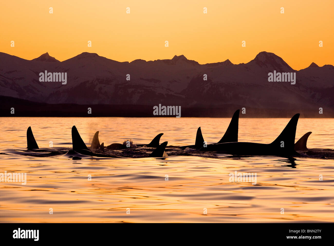 Silhouette of a pod of Orca whales in Lynn Canal with Chilkat Mountains in the background, Inside Passage, Alaska Stock Photo