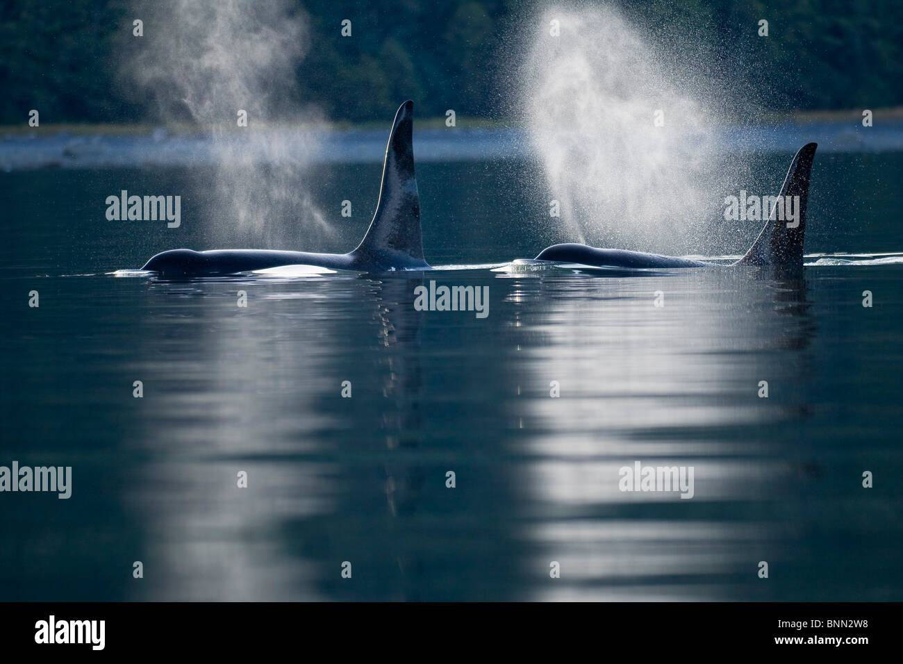 Orca Whales exhale (blows) as they surfaces in Alaska's Inside Passage, Alaska Stock Photo
