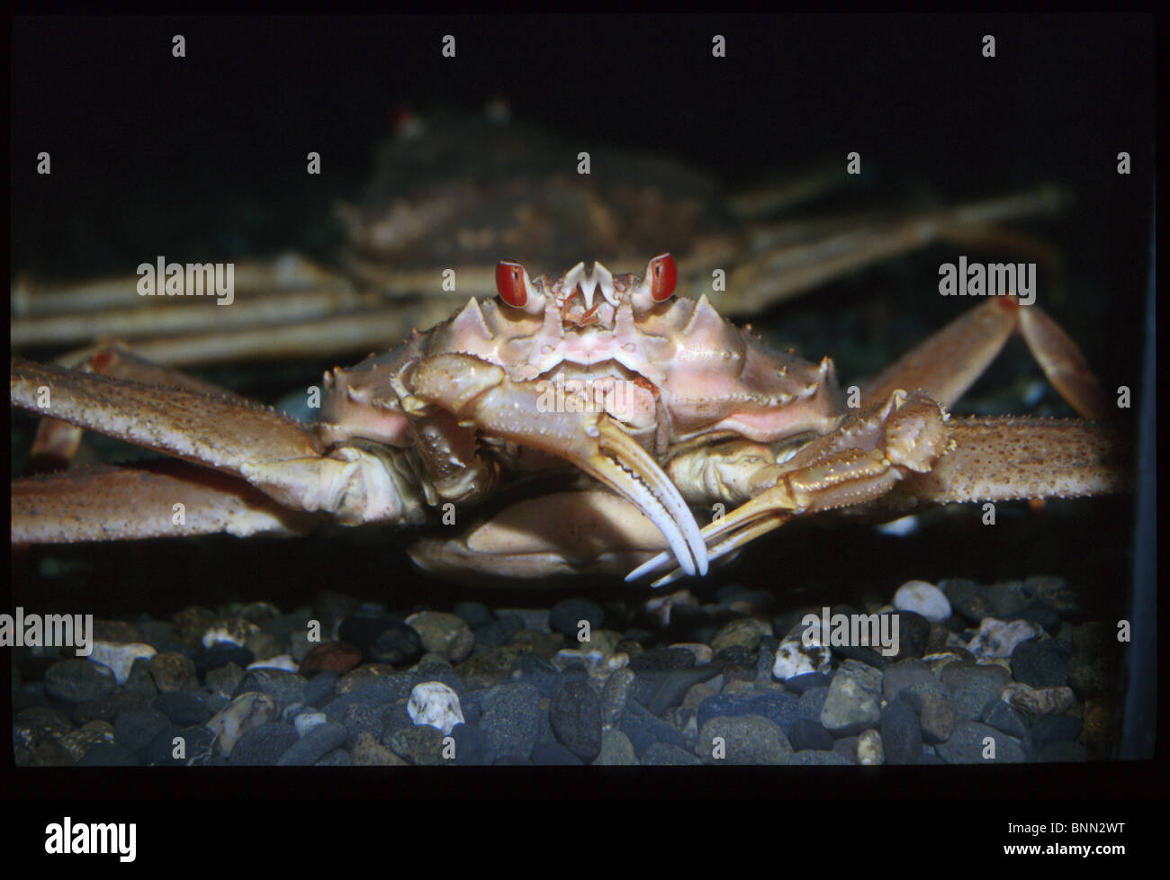Snow crab hires stock photography and images Alamy