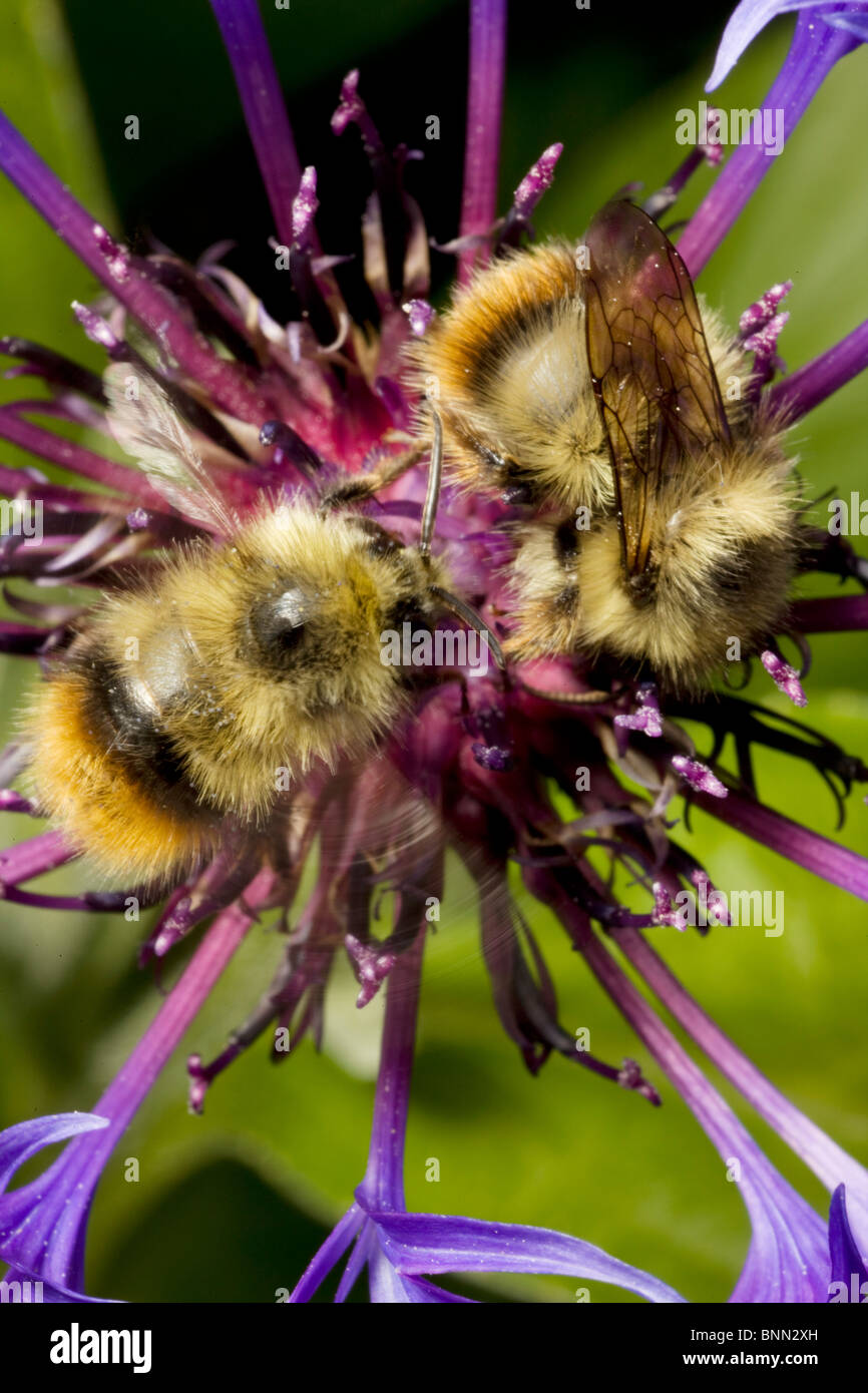 No Bees High Resolution Stock Photography and Images - Alamy