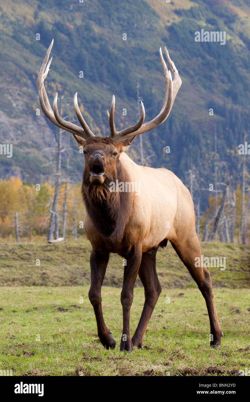 Bull Captivity CAPTIVE bull Roosevelt Elk bugling at the Alaska Wildlife Conservation ...