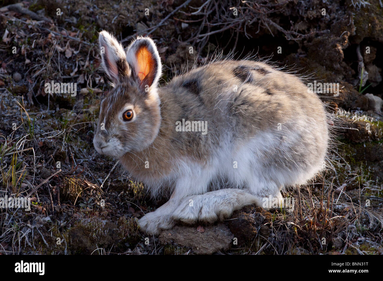 Tundra hare and alaska hires stock photography and images Alamy