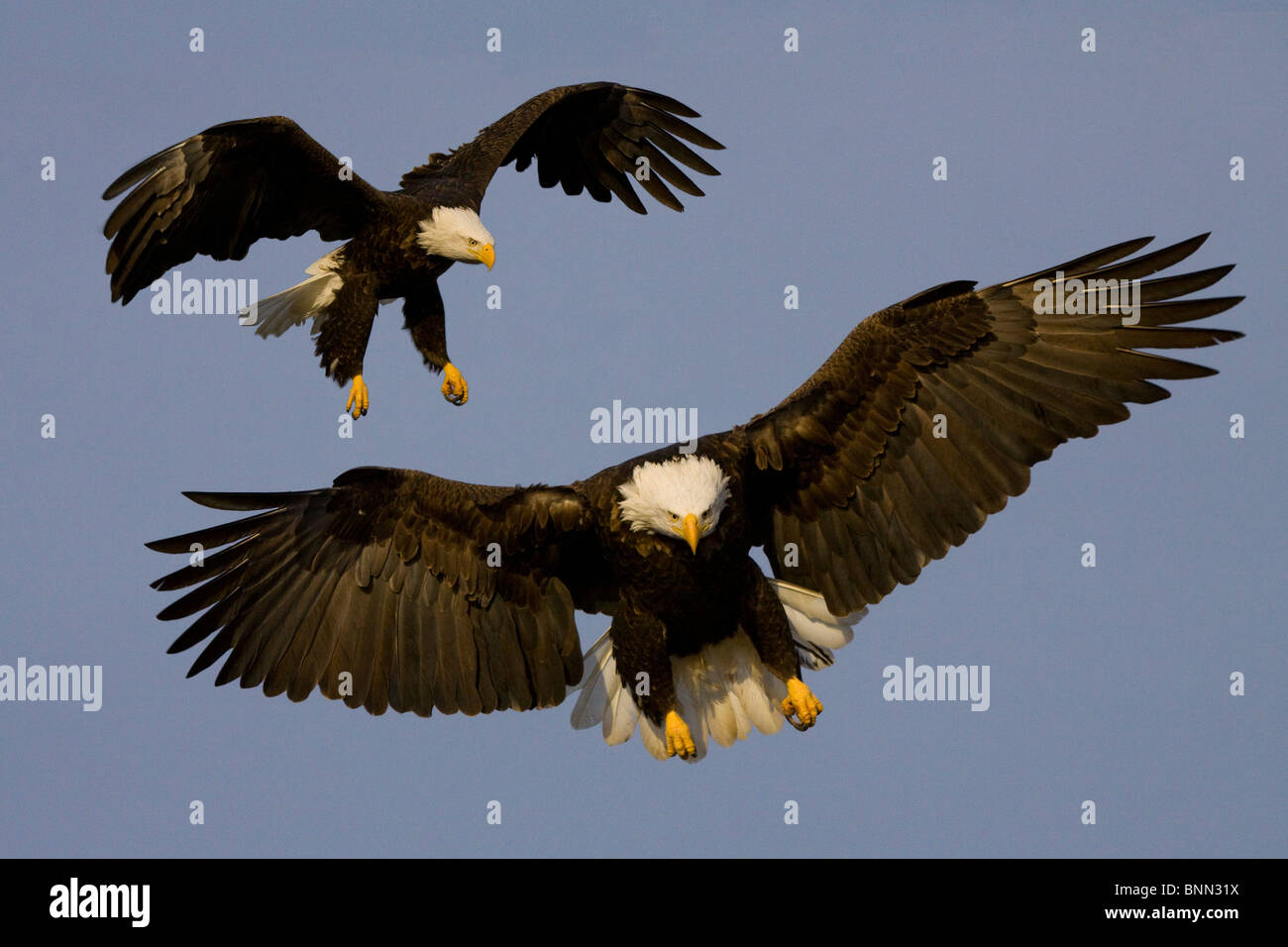 COMPOSITE of two landing Bald eagles, Homer Alaska Stock Photo