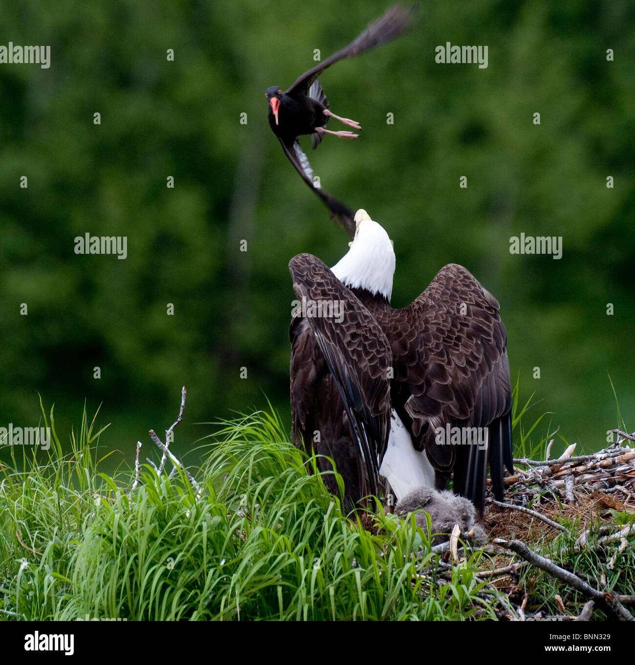Bald Eagle protecting her nest from an Oyster Catcher, Kukak Bay