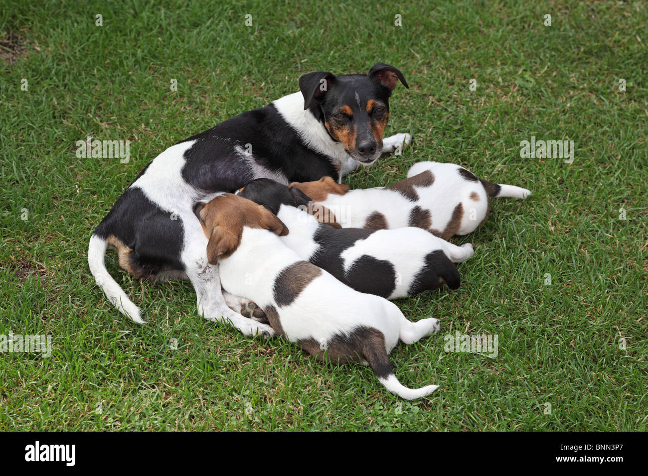 Feeding puppy hires stock photography and images Alamy
