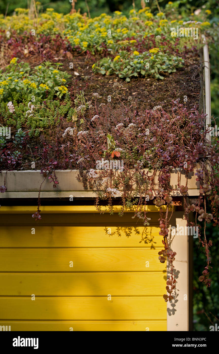 Sedum or 'living' roof on a garden shed Stock Photo