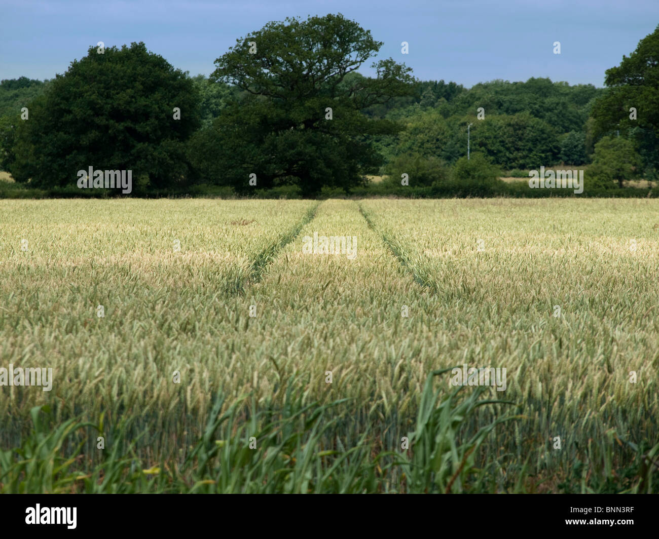 crops wheat cornfield farming agriculture field spring green food property real estate