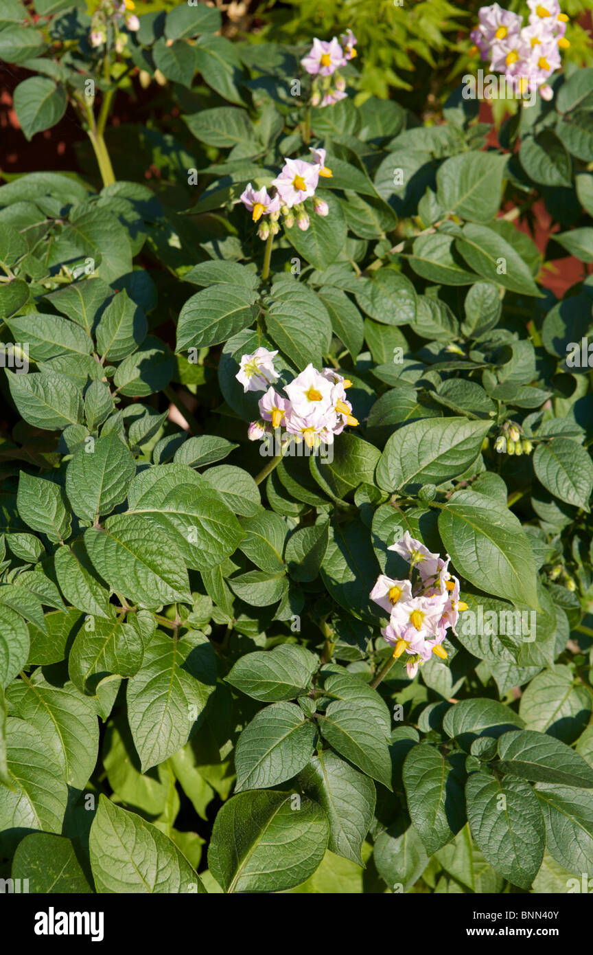 Flowers on potato plants Stock Photo Alamy