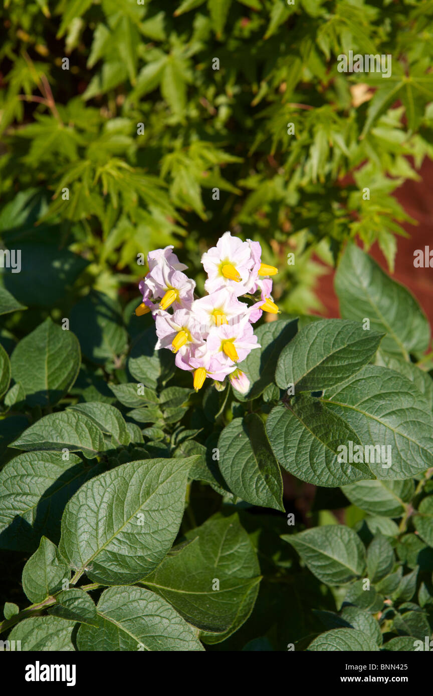 Flowers on potato plants Stock Photo Alamy