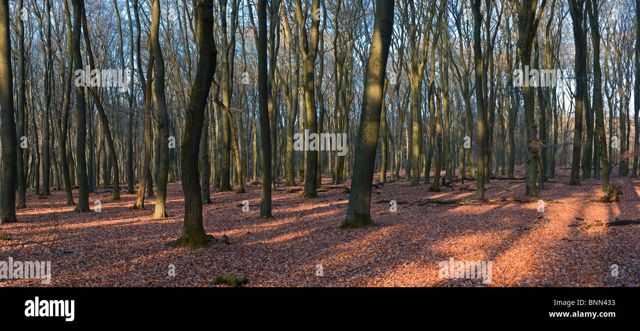 Netherlands Holland Gelderland Putten Landscape Forest Wood Trees Winter rural estate Sprielderbos Speulderbos Stock Photo