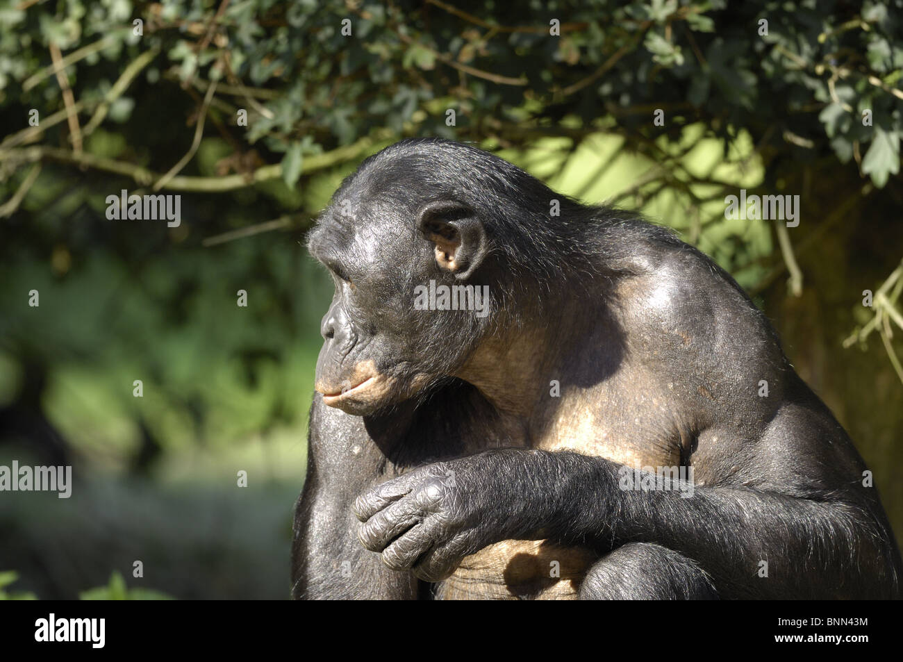 Profile of a female Bonobo (Pan paniscus) Stock Photo