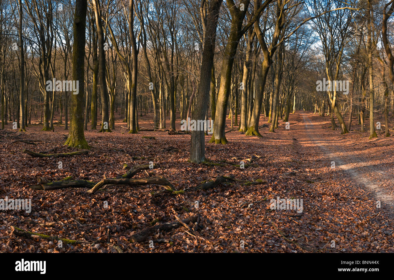 Netherlands Holland Gelderland Putten Landscape Forest Wood Trees Winter rural estate Sprielderbos Speulderbos Stock Photo