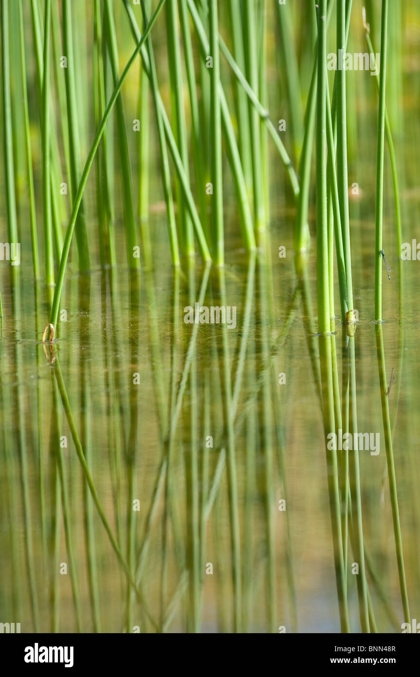 Dark Green Reeds Green reeds hi-res stock photography and images - Alamy