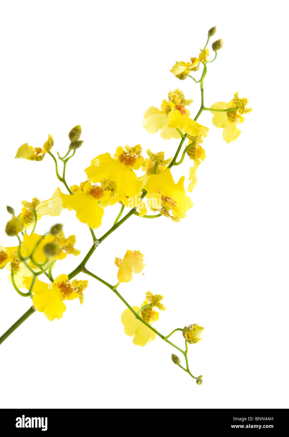 bright yellow Oncidium orchid isolated on white background; Stock Photo