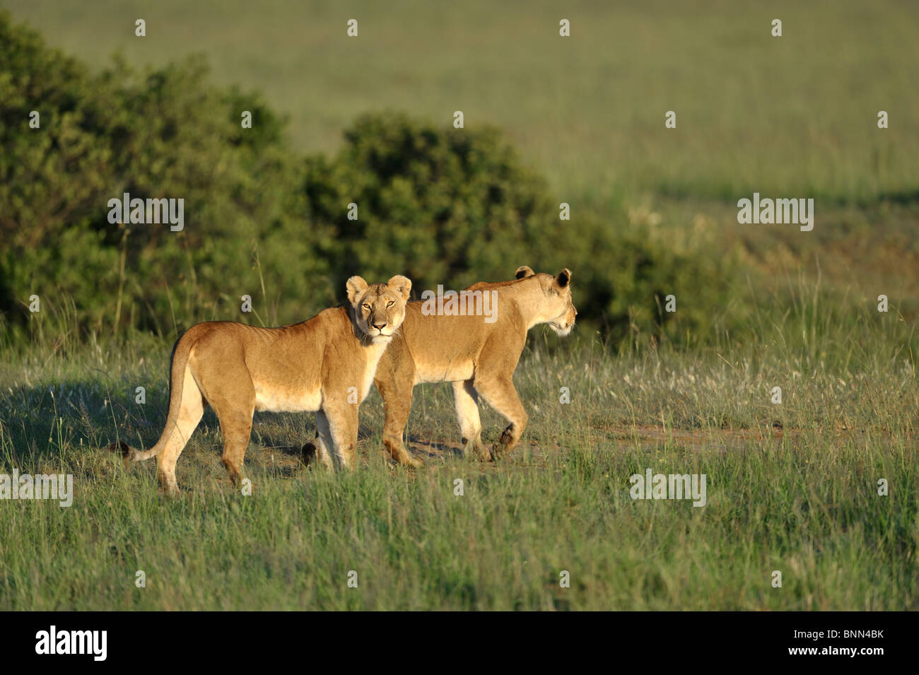 Two young lions. Masai Mara National Reserve, Kenya Stock Photo - Alamy