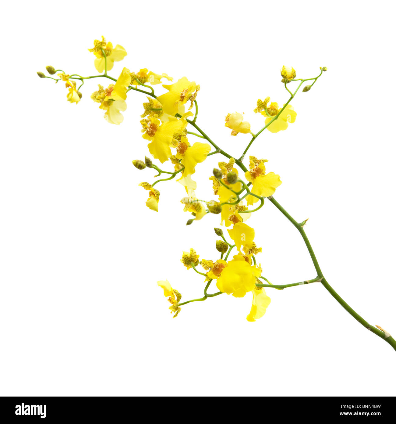 bright yellow Oncidium orchid isolated on white background Stock Photo